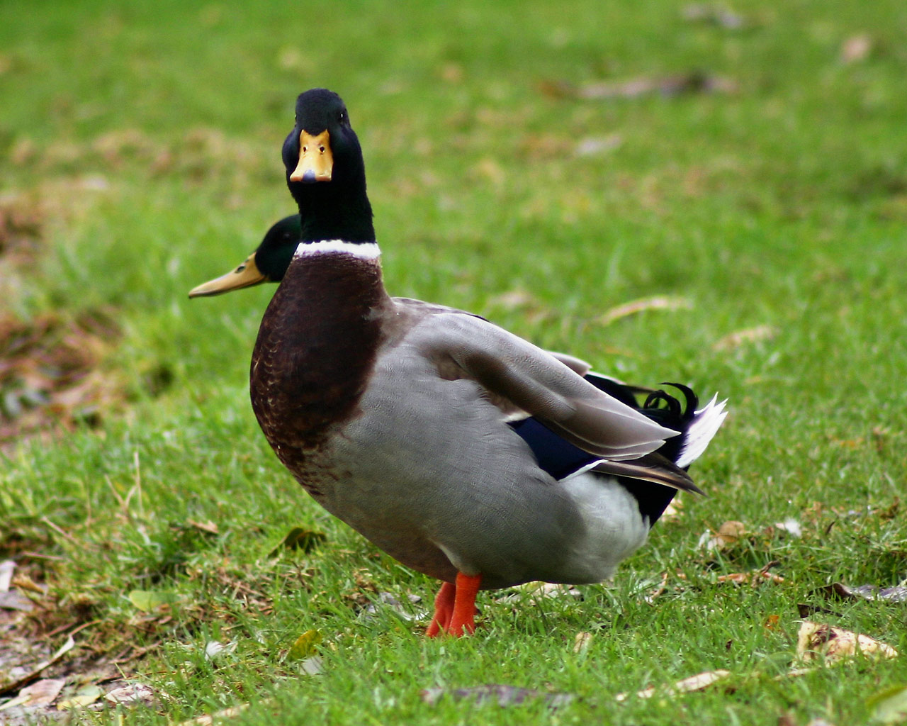 What to Feed Mallard Ducks