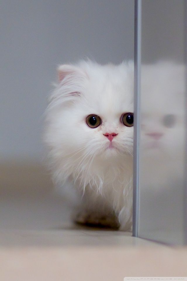 Cute White Cat HD desktop wallpaper : Widescreen : High Definition ...