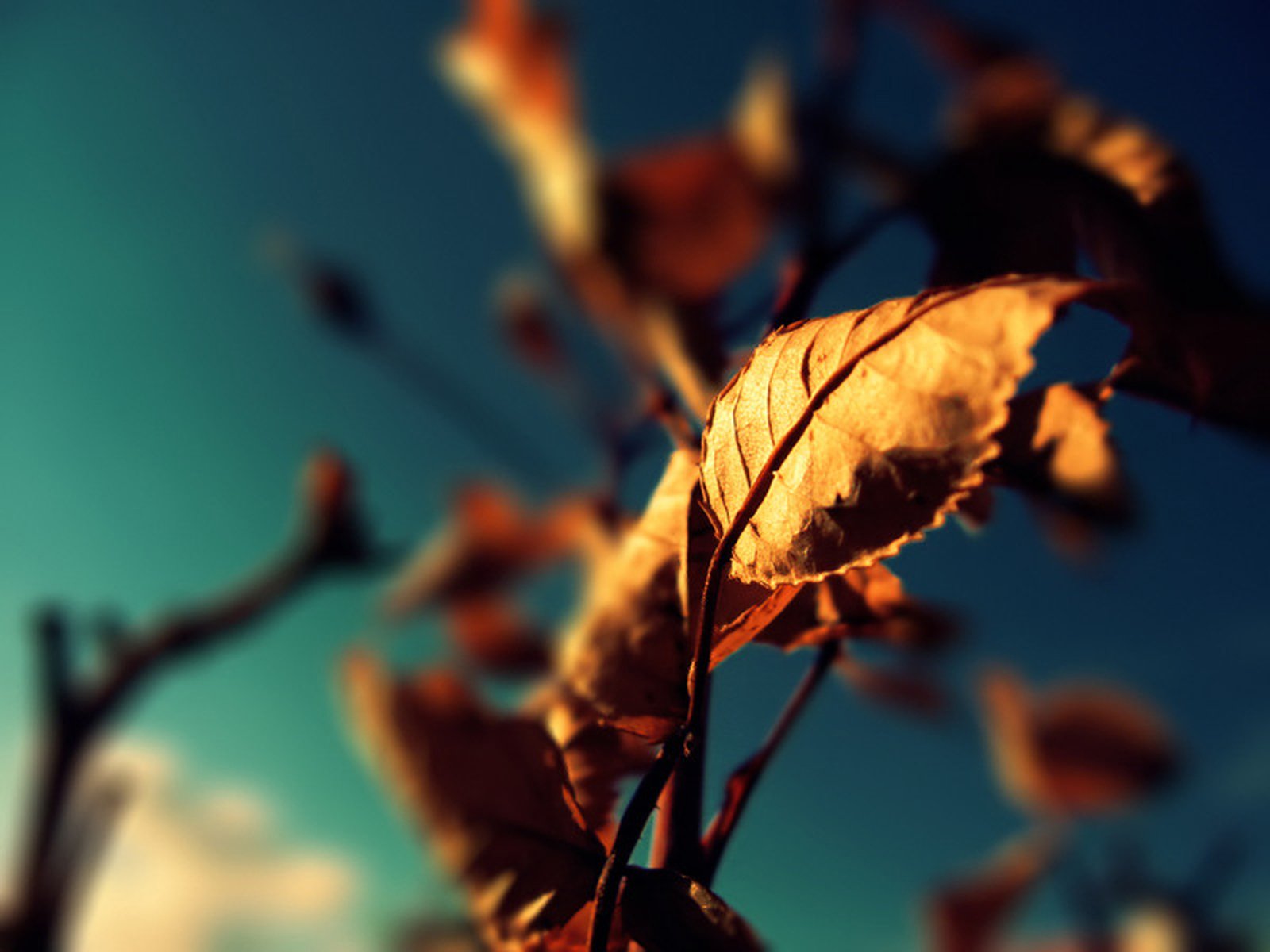 20 autumn wallpapers for your Android | AndroidGuys