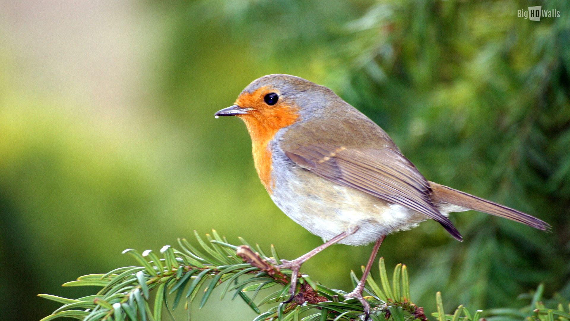 Download A beautiful small bird standing peacefully on a branch  Wallpapers com