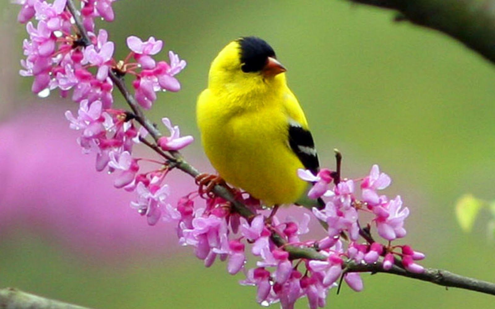 Beautiful Birds Desktop Wallpaper, Beautiful Birds Images, New
