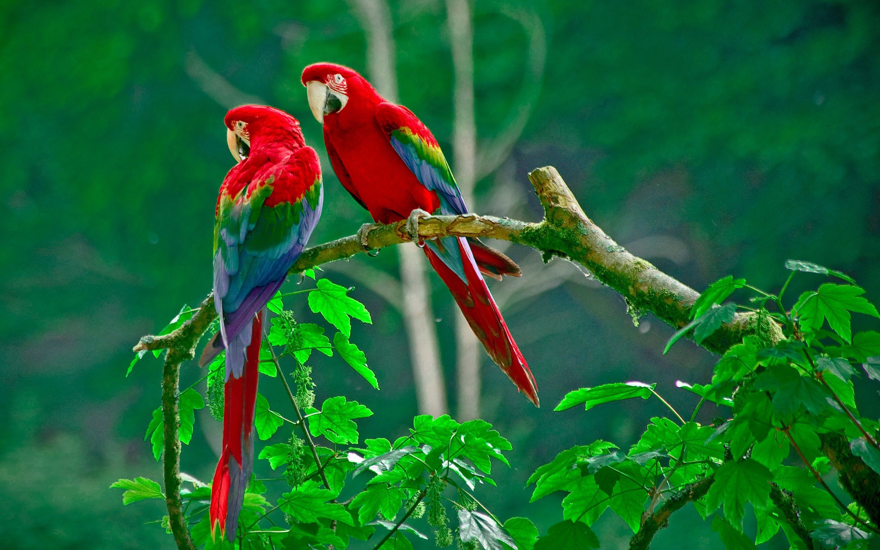 Beautiful Birds Wallpapers HD Pictures | One HD Wallpaper Pictures ...