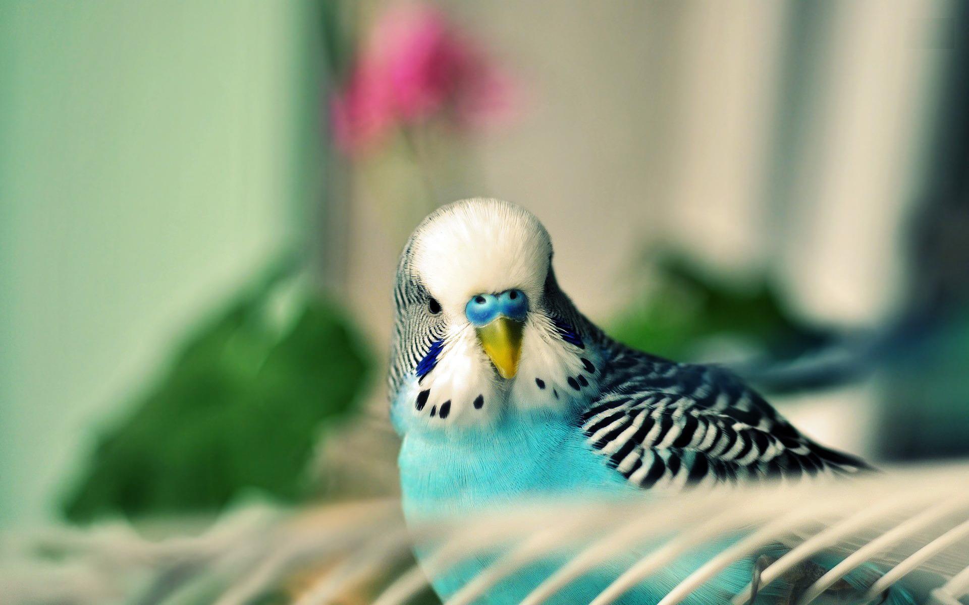 Parakeet Bird HD Wallpapers | Parakeets Bird Images | Cool Wallpapers