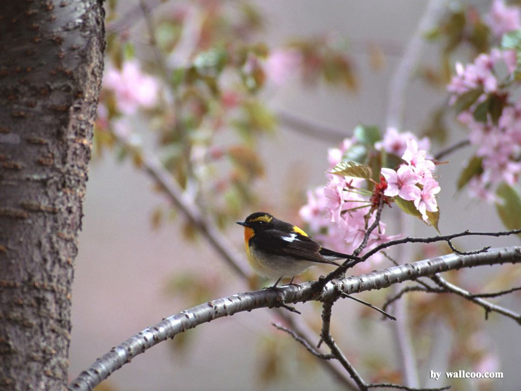 Lovely Birds Wallpaper - Lovely Bird in Spring Vol.1 1024x768 NO