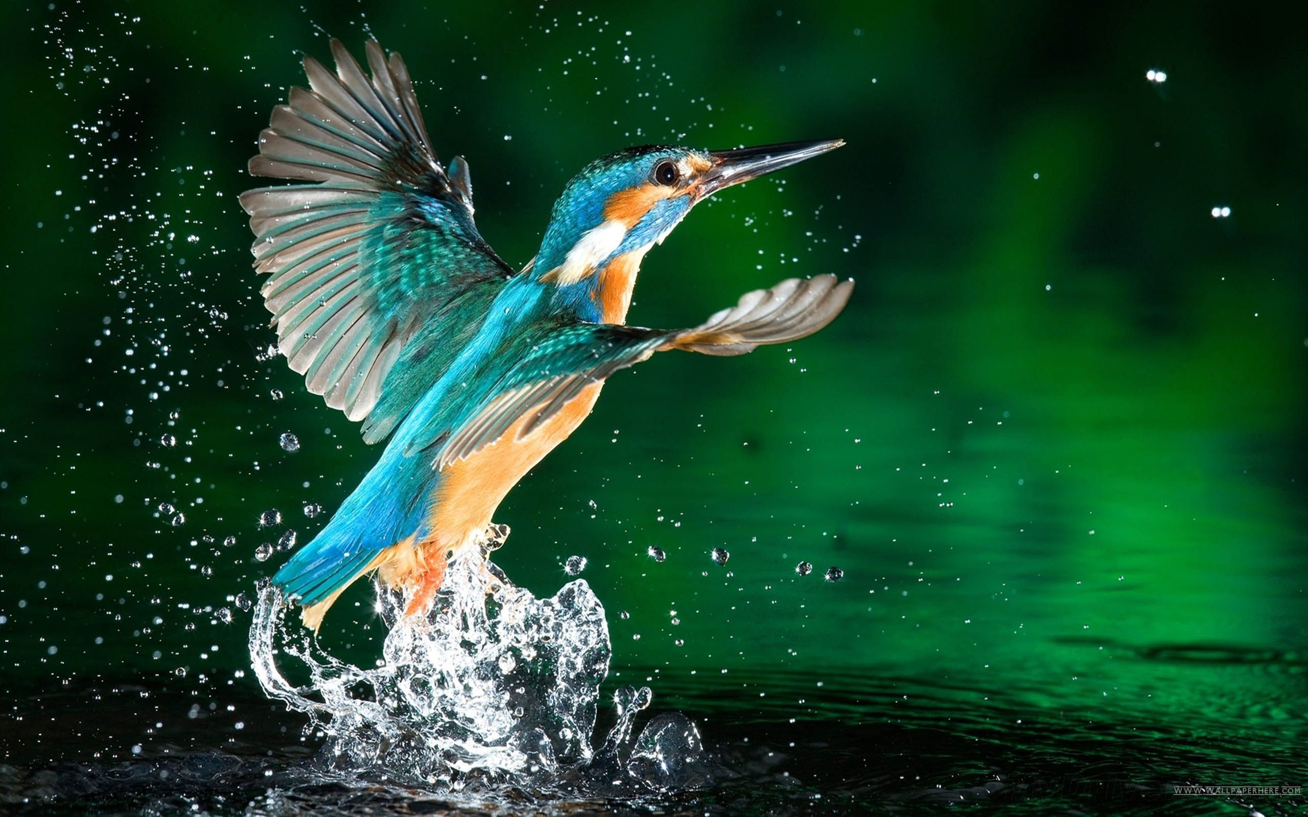 HD Bird Desktop Wallpaper Image | MT-WallPapers
