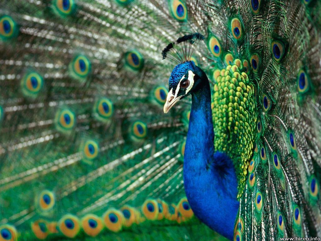 Free wallpaper True colors of peacock bird