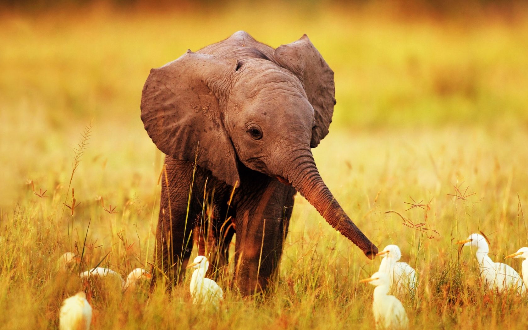 baby elephant with bird HD wide desktop wallpaper | Daily pics ...