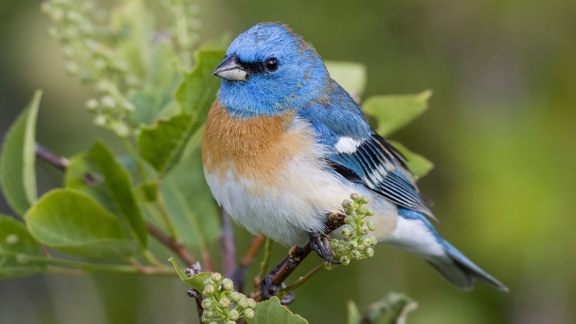 Download Beautiful Blue Bird Wallpaper | Full HD Wallpapers