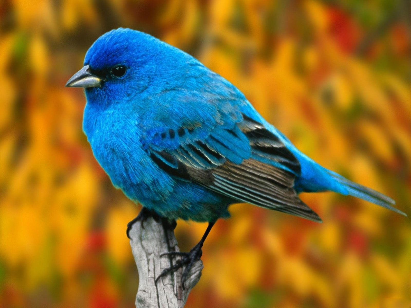Download Blue Bird Free Wallpaper | Full HD Wallpapers