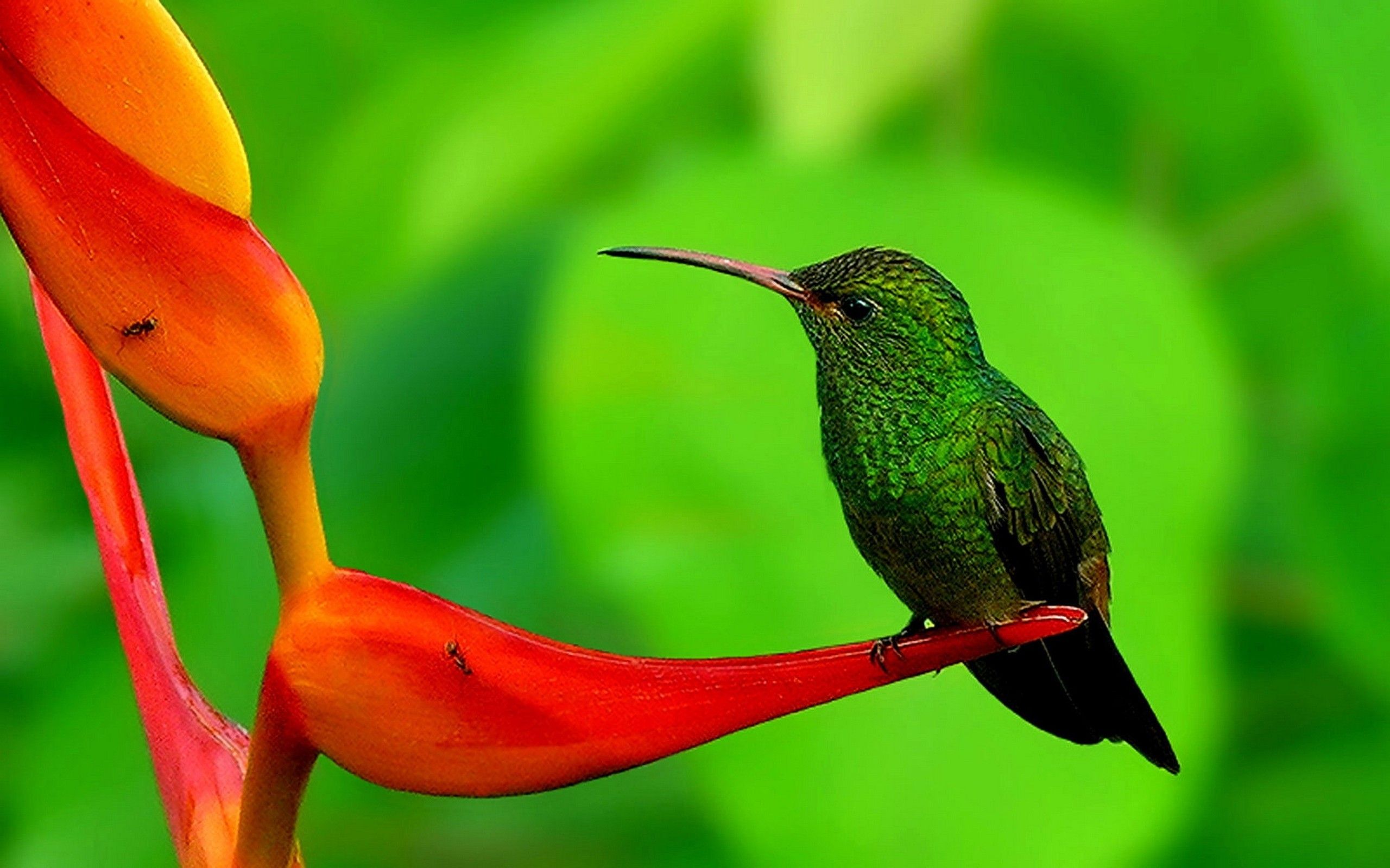Birds Of Nature HD Wallpapers ML7 | Pretty Wallpapers HD
