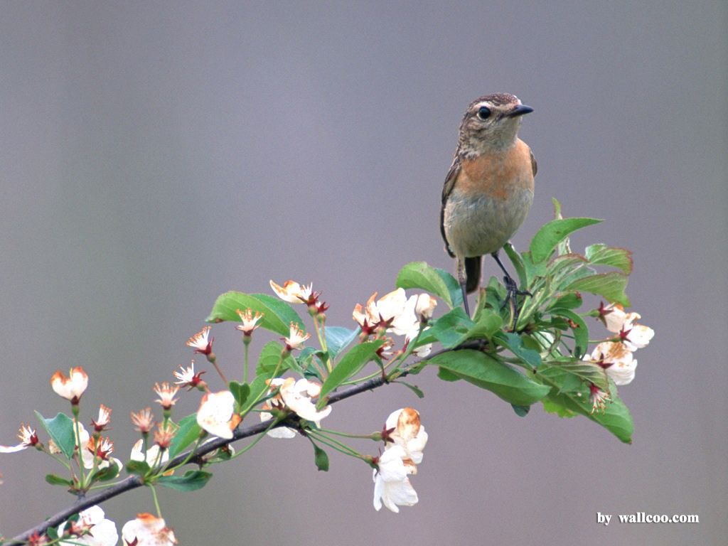 Lovely Birds Wallpaper - Lovely Bird in Spring (Vol.1) 1024x768 NO ...