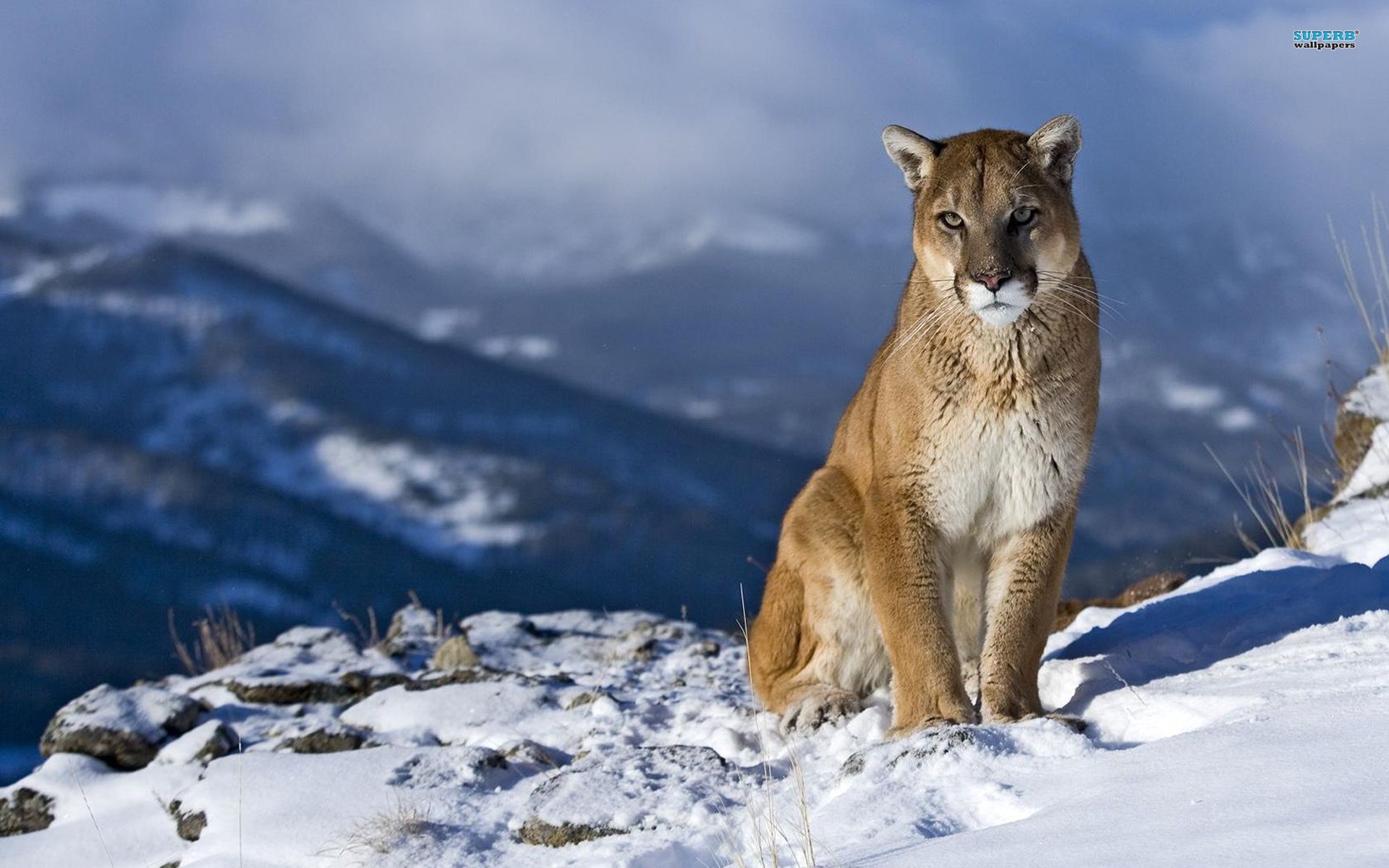 Cougar Wallpapers