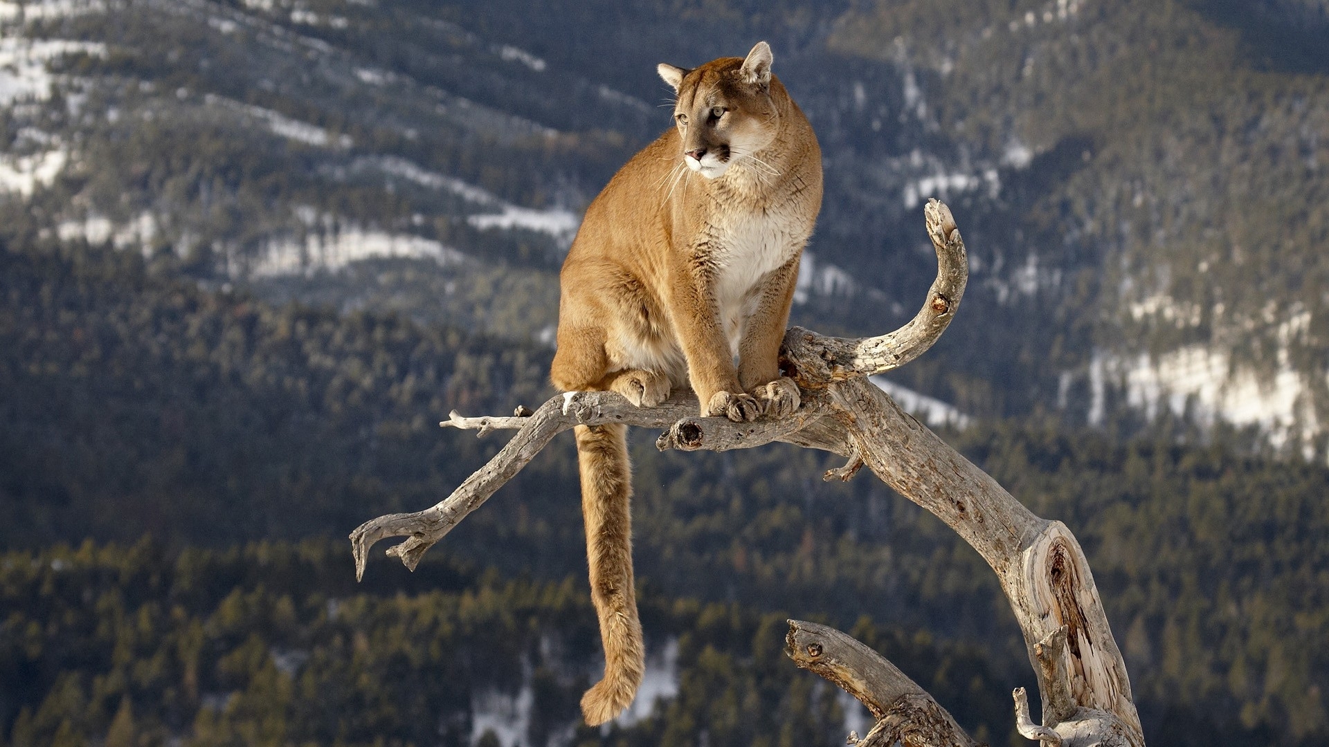 137 Cougar HD Wallpapers | Backgrounds - Wallpaper Abyss