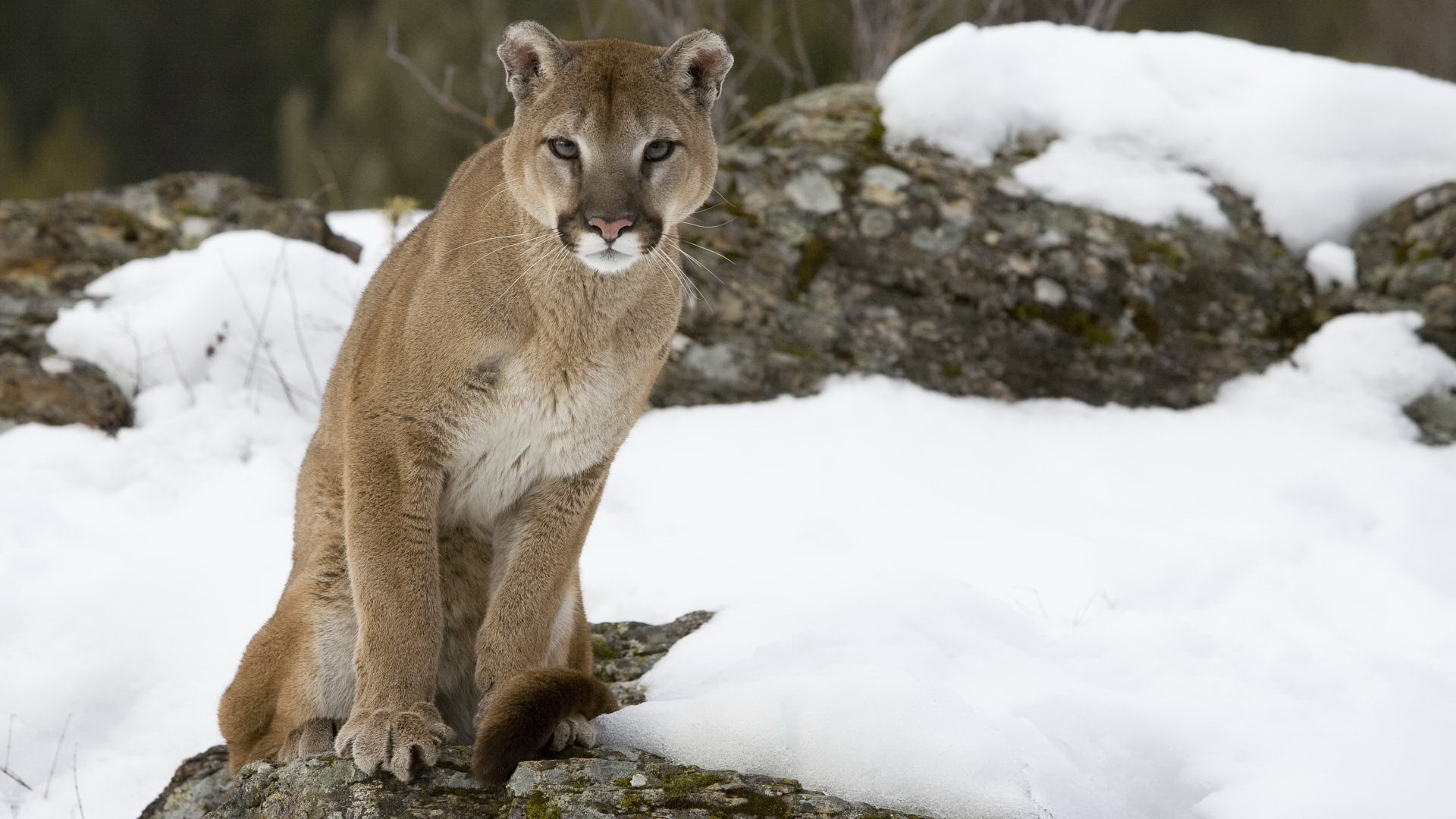 137 Cougar HD Wallpapers | Backgrounds - Wallpaper Abyss - Page 3