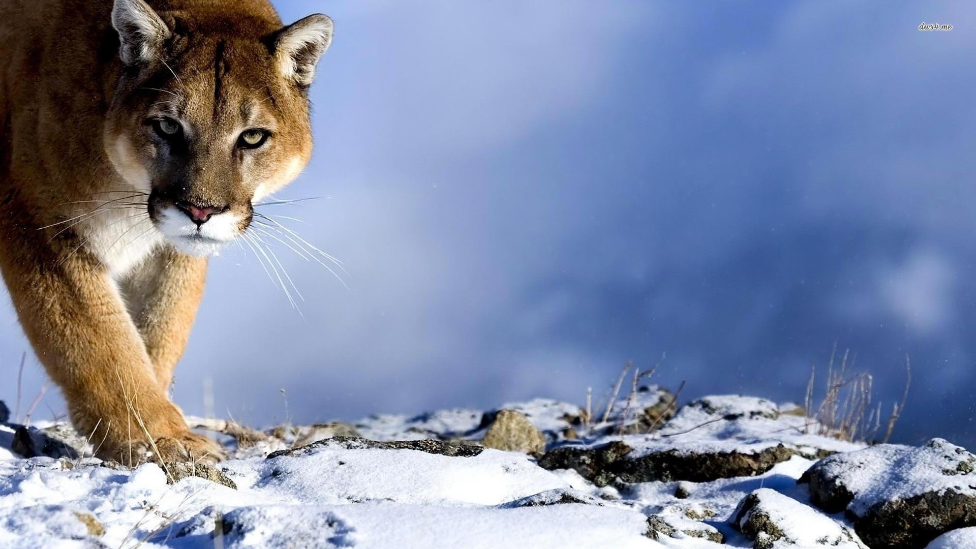 Cougar wallpaper - Animal wallpapers -