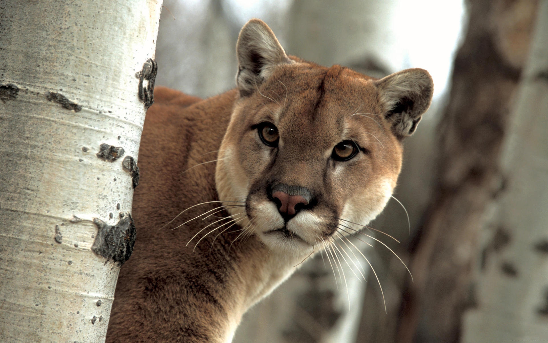137 Cougar HD Wallpapers Backgrounds - Wallpaper Abyss