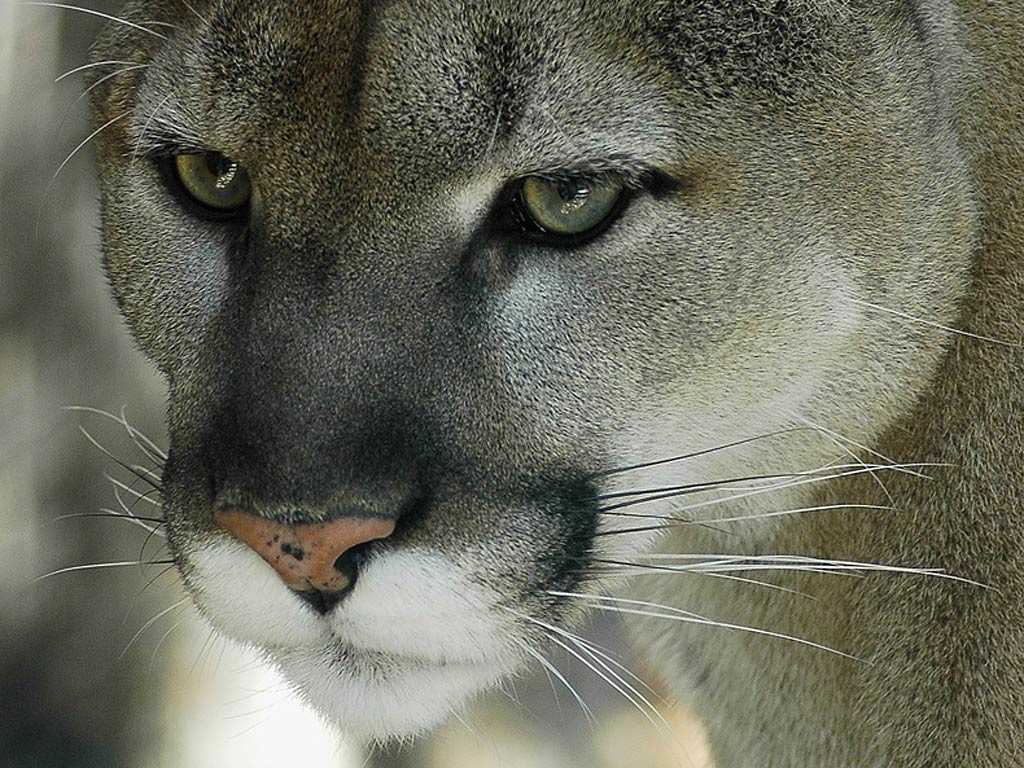 Eastern Cougar Wallpaper - Animals Town