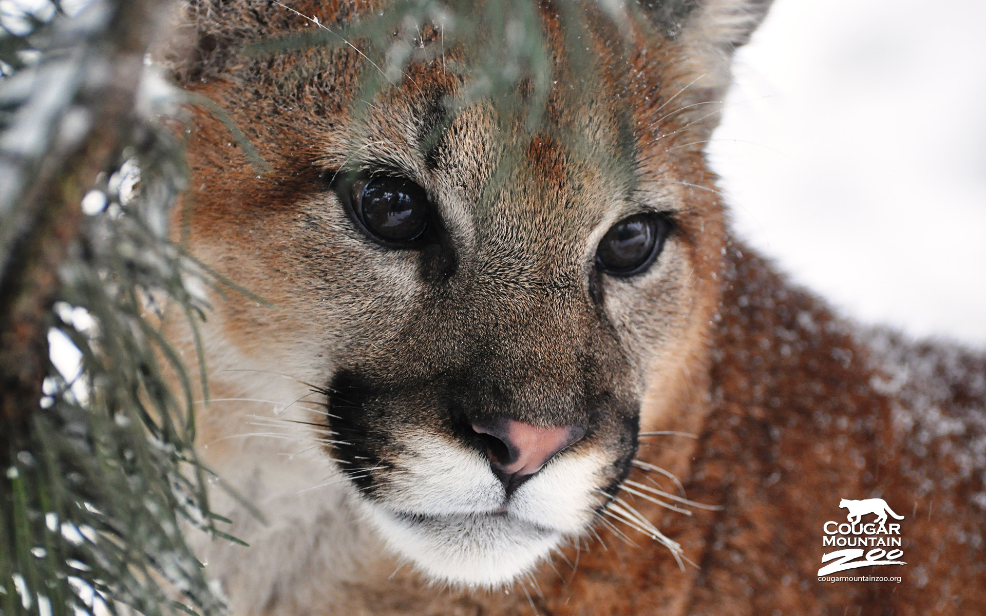 The Cougar Wallpapers | HD Wallpapers