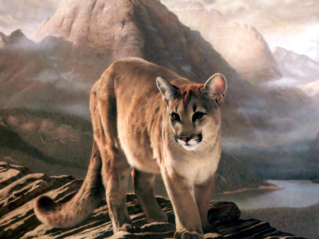 Cougar Pictures Backgrounds