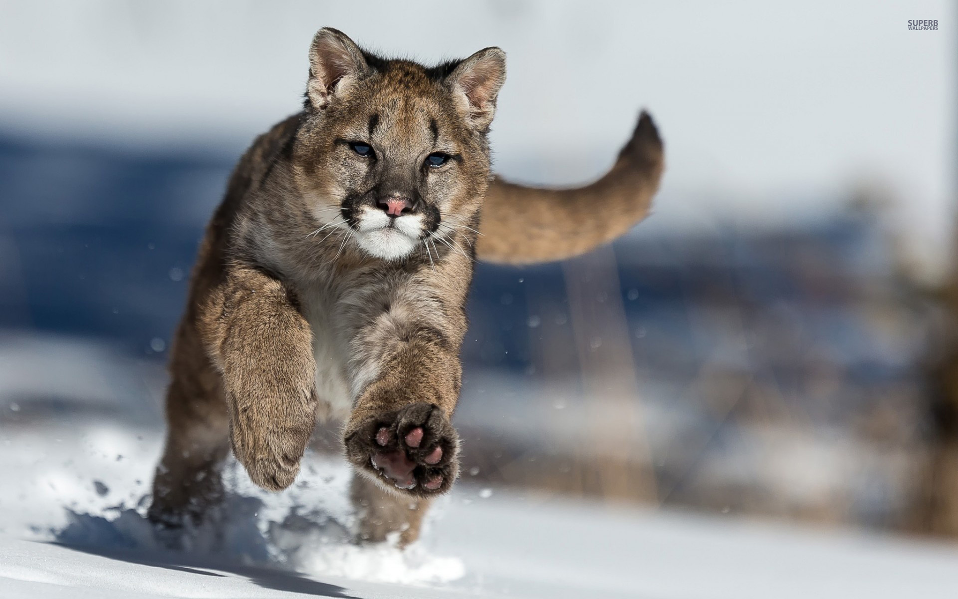 Cougar running in the snow wallpaper - Animal wallpapers -