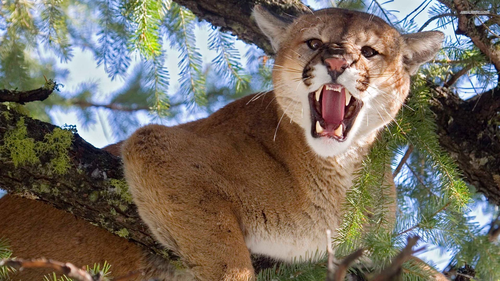 Cougar HD Wallpaper - Download Free HD Wallpapers & Background ...