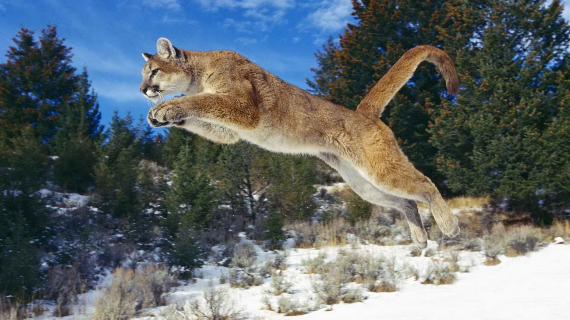 Animals, Cougar Wallpapers HD