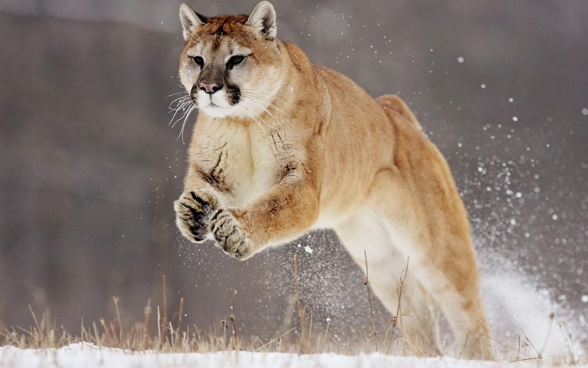 Cougar Wallpapers >> Backgrounds with quality HD