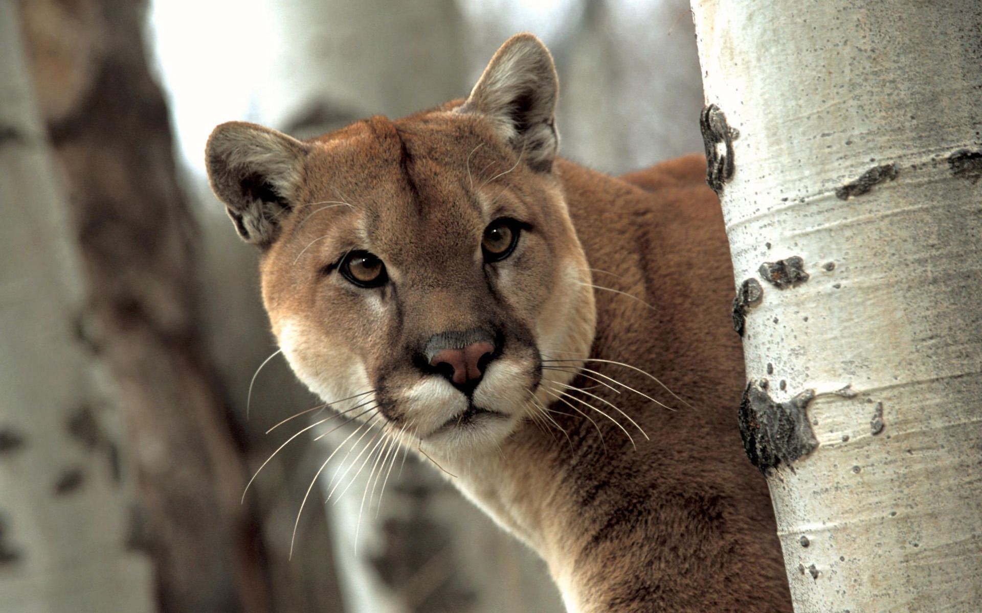 Cougar Wallpapers 12 - HD wallpapers backgrounds