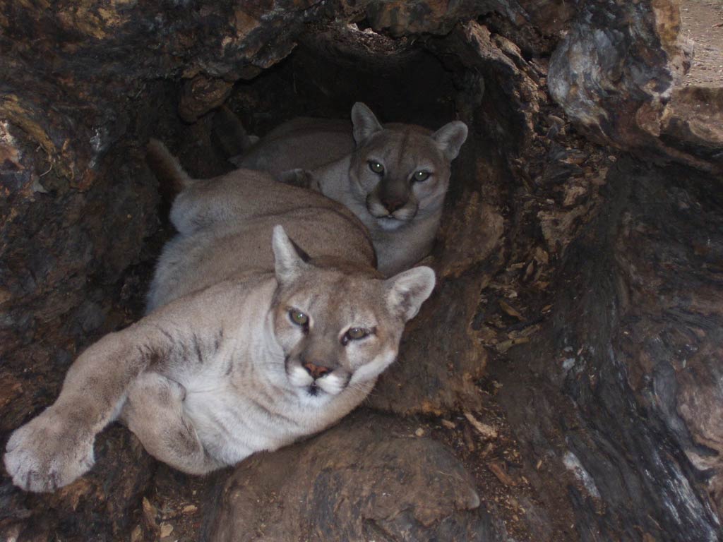Eastern Cougar Wallpaper and background - Animals Town