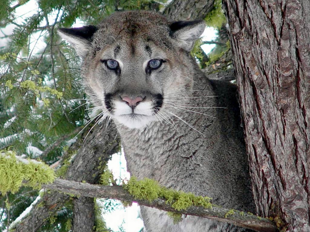 Free Eastern Cougar Wallpaper download - Animals Town