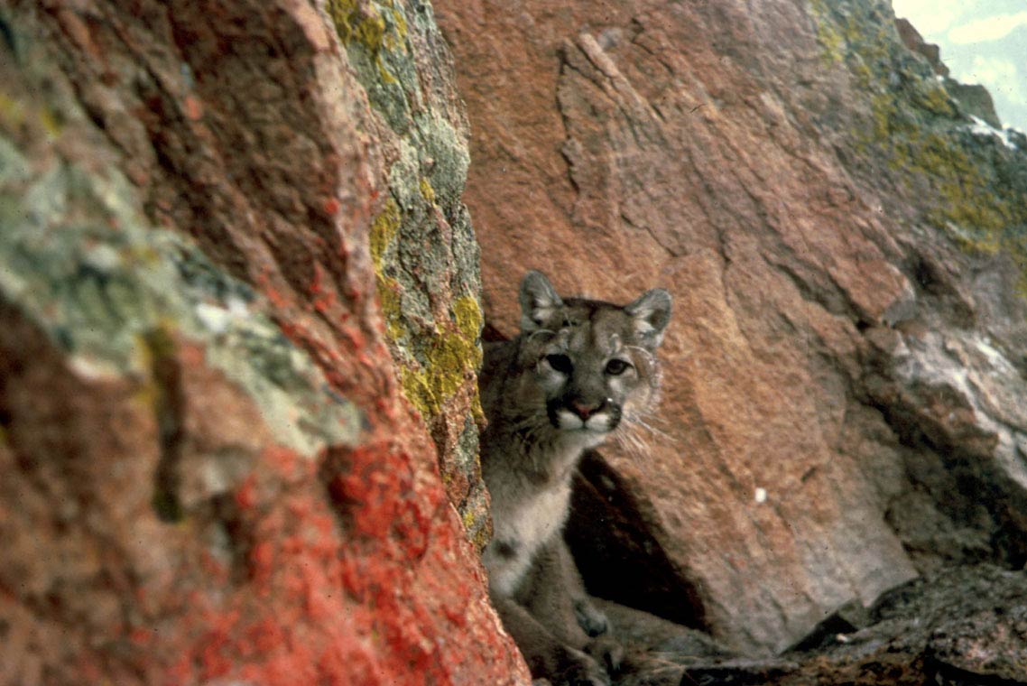 Free Eastern Cougar Wallpaper - Animals Town