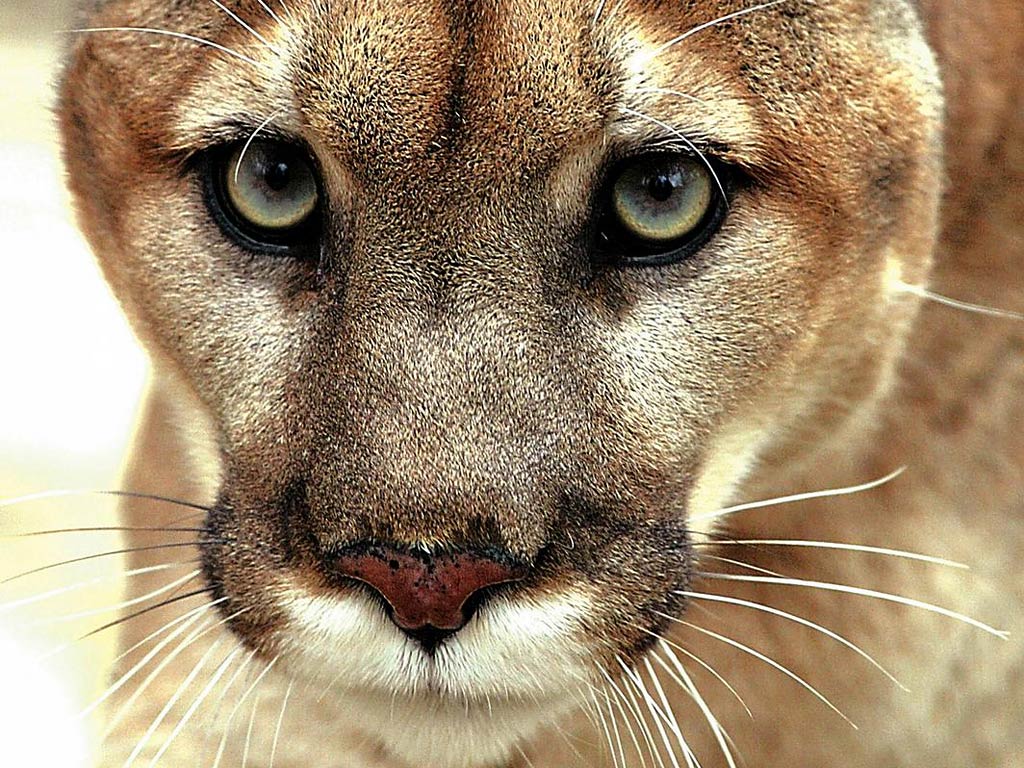 Eastern Cougar Desktop and Mobile Wallpaper - Animals Town