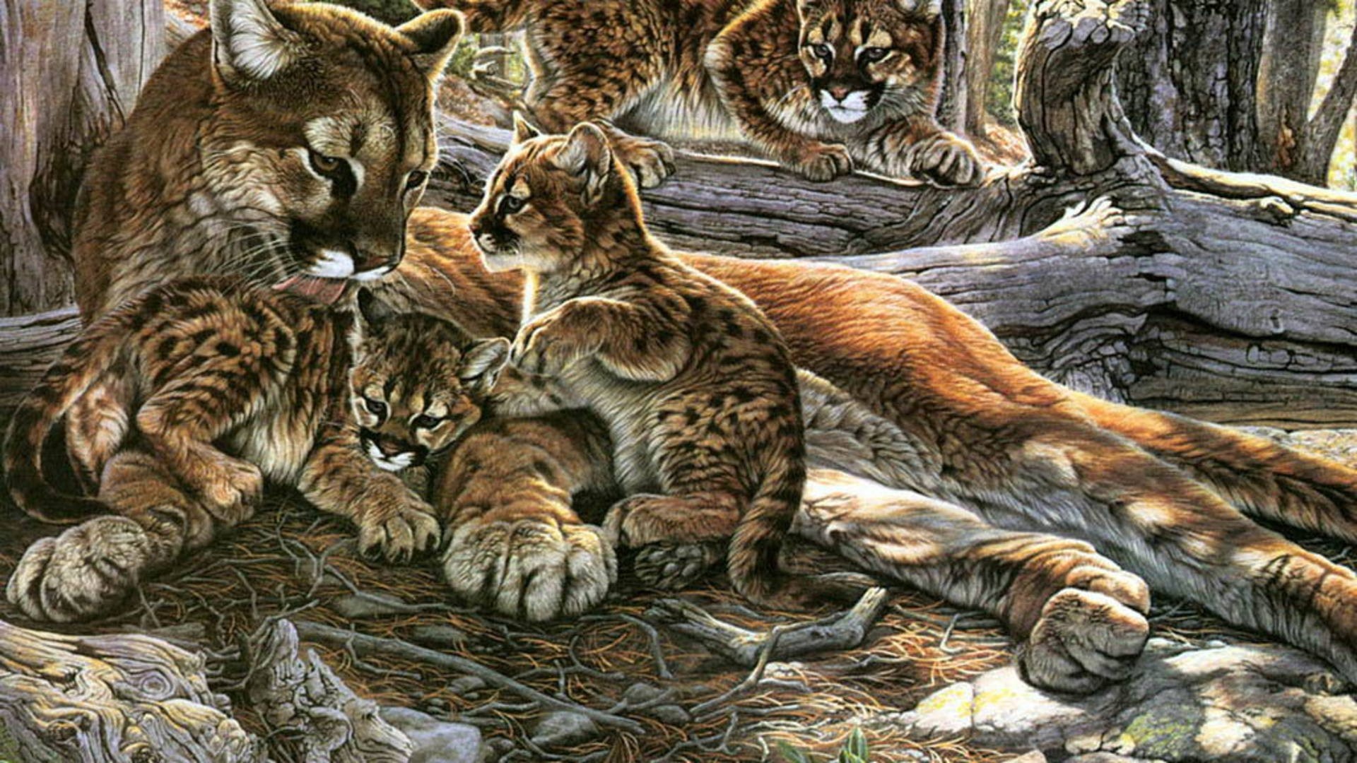 Nature family animals puma wild animals mountain lions Cougar ...