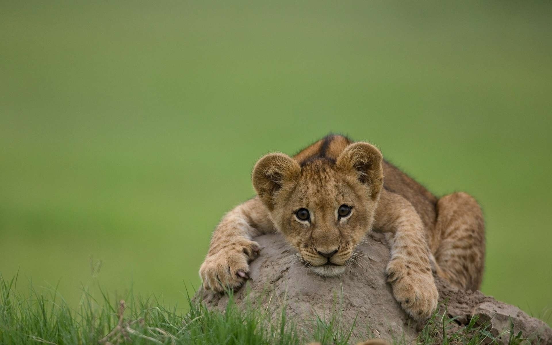 Cute Amerian Lion Cub Seating Fearless in Stone HD Photos | HD ...
