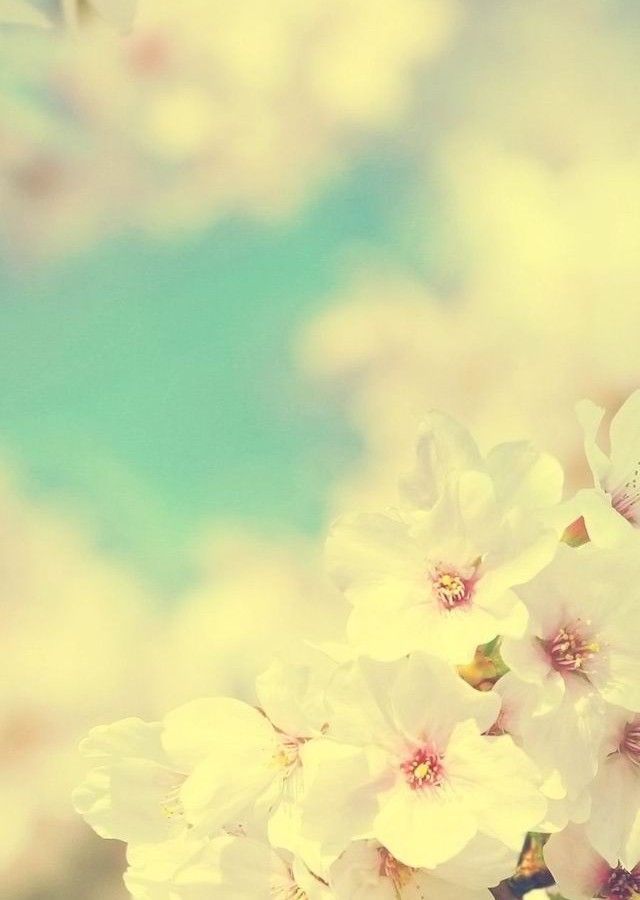 White Flowers Closeup Instagram Effect HD Wallpaper #8878