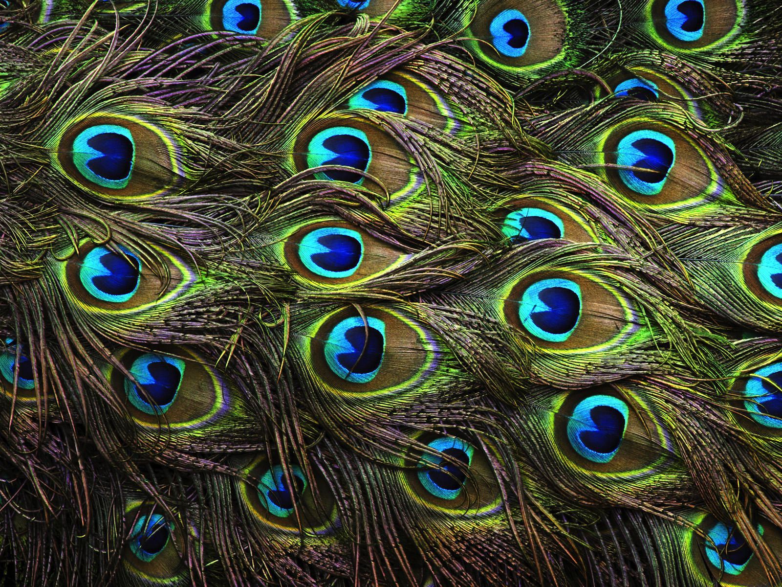 peacock-feathers-background-hd-wallpapers.jpg