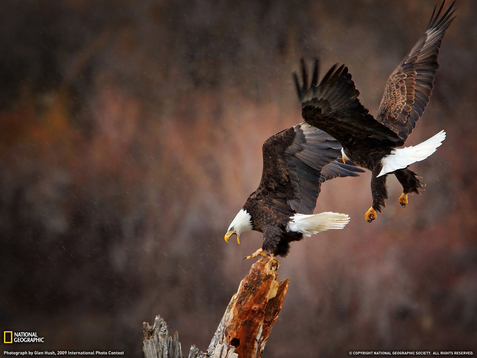 Eagles in flight photo, animal picture, national geographic