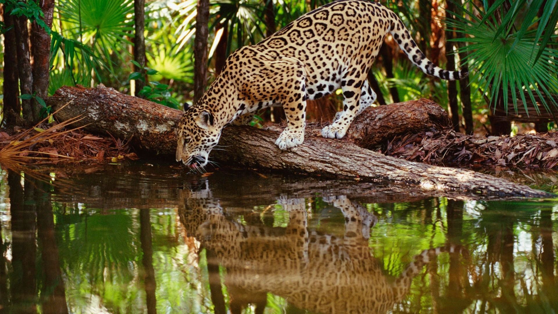 Thirsty Jaguar Animal Desktop Wallpaper selected 1920x1080