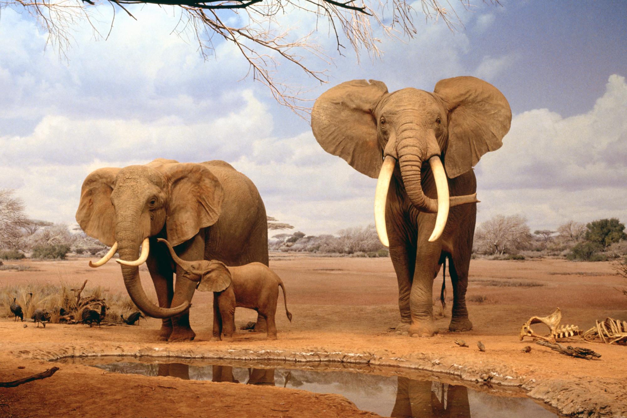 Download Africa Elephants Summer Animals Desktop Wallpaper Full