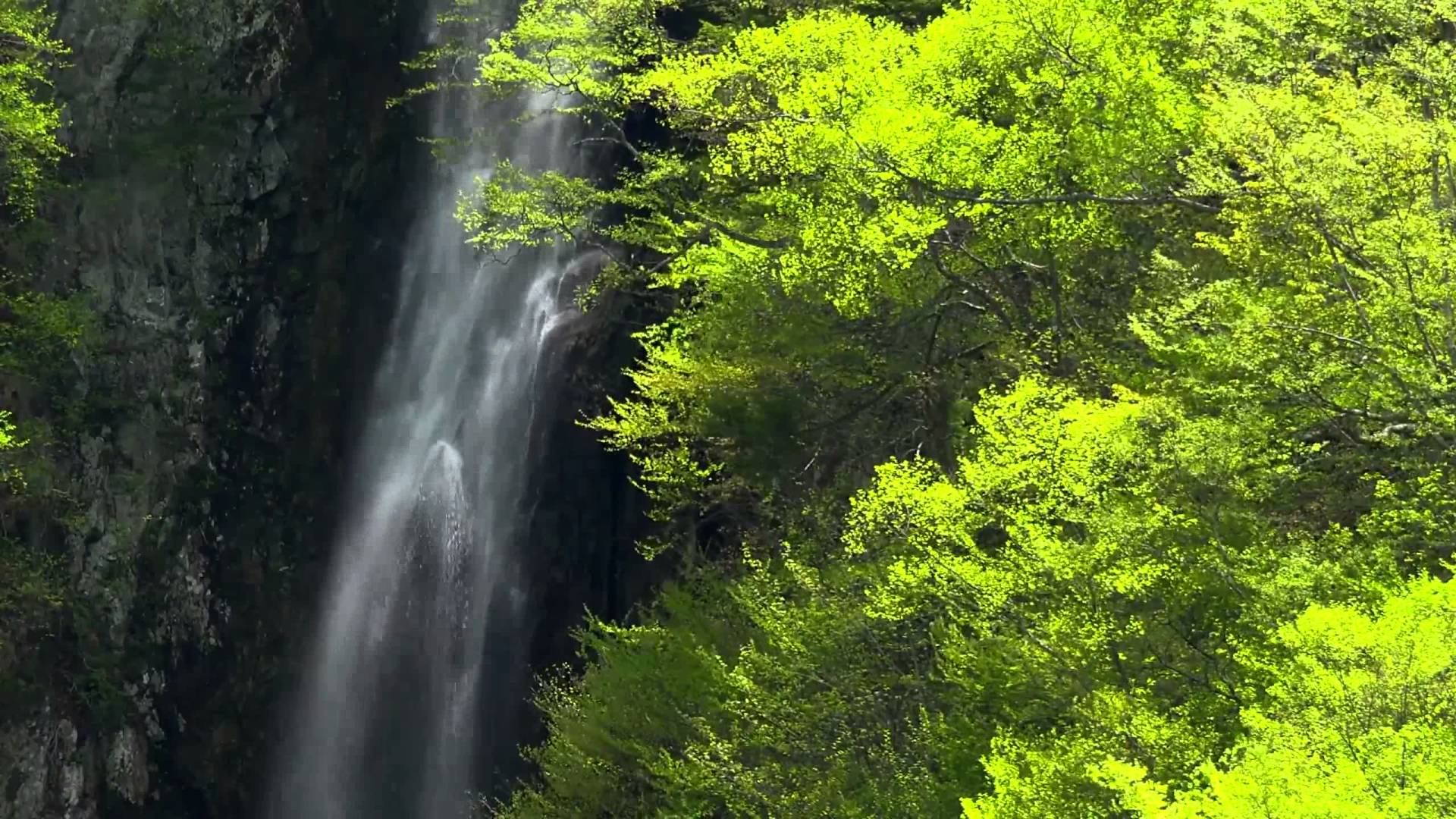 Amazing Nature 12 - Video Background HD 1080p - YouTube