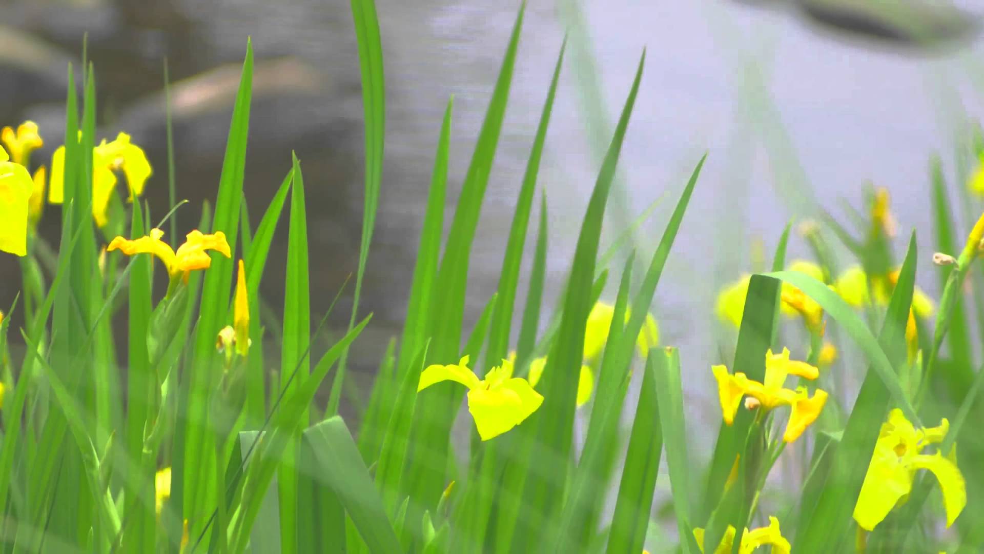 Colorful Spring 3 - Video Background HD 1080p - YouTube