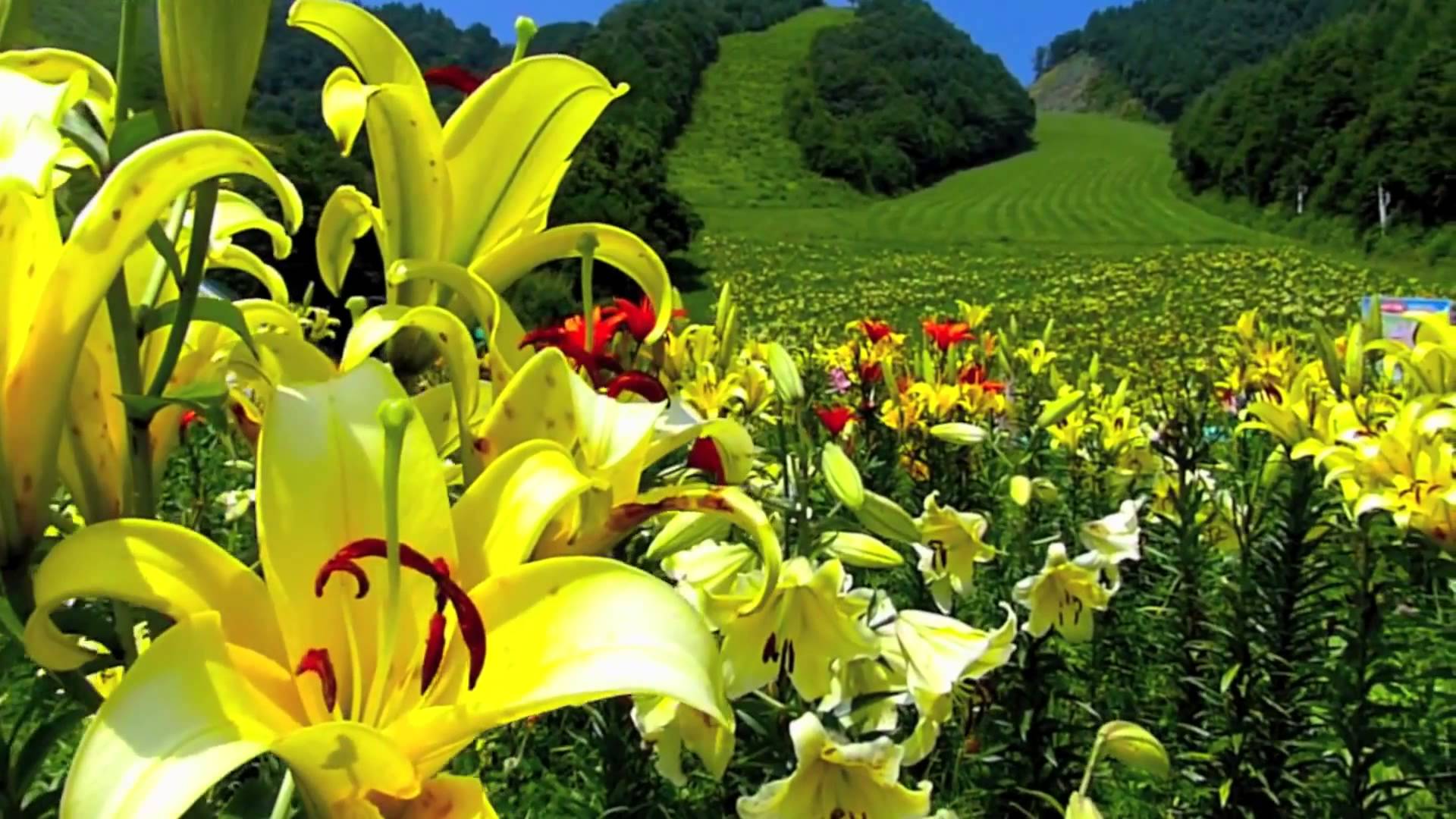 Flowers 50 - Video Background HD 1080p - YouTube