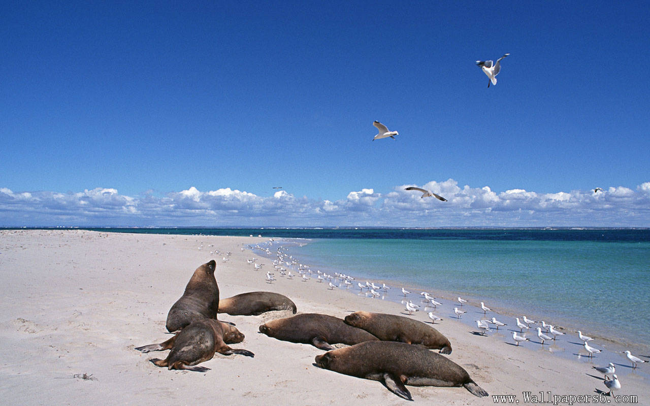 seaside seals － Animal Wallpapers - Free download wallpapers ...