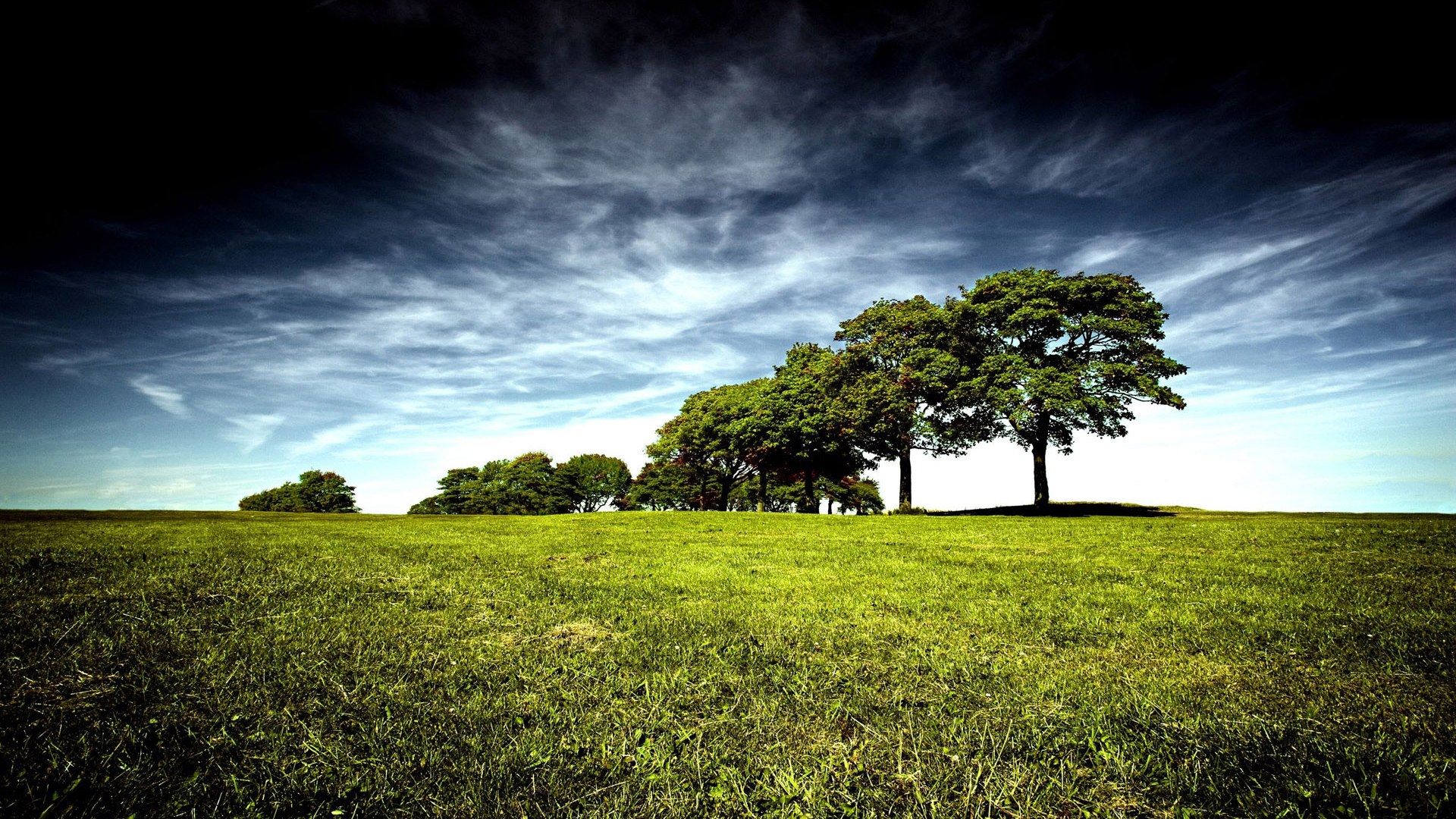 1920x1080px Amazing Wallpapers Hd Trees In A Row | #288188