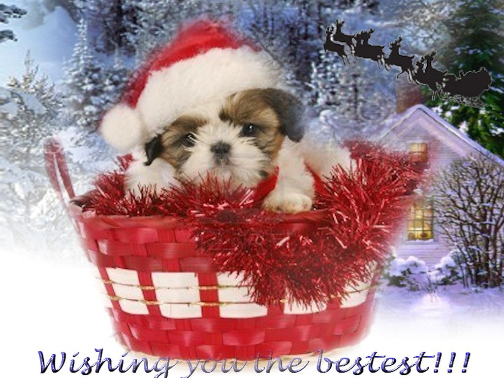 Dogs Christmas Bestest Gift Purplw White Holiday Cap Red New Year ...
