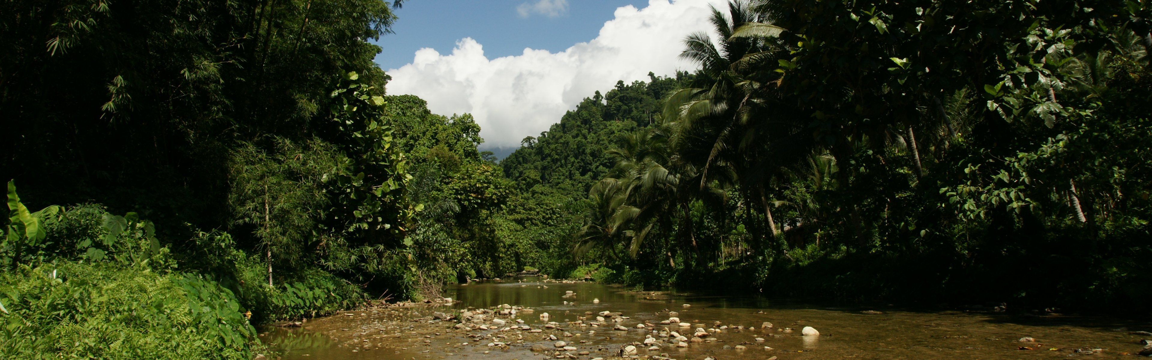 Dual monitor background Tropical nature, river, jungle vegetation
