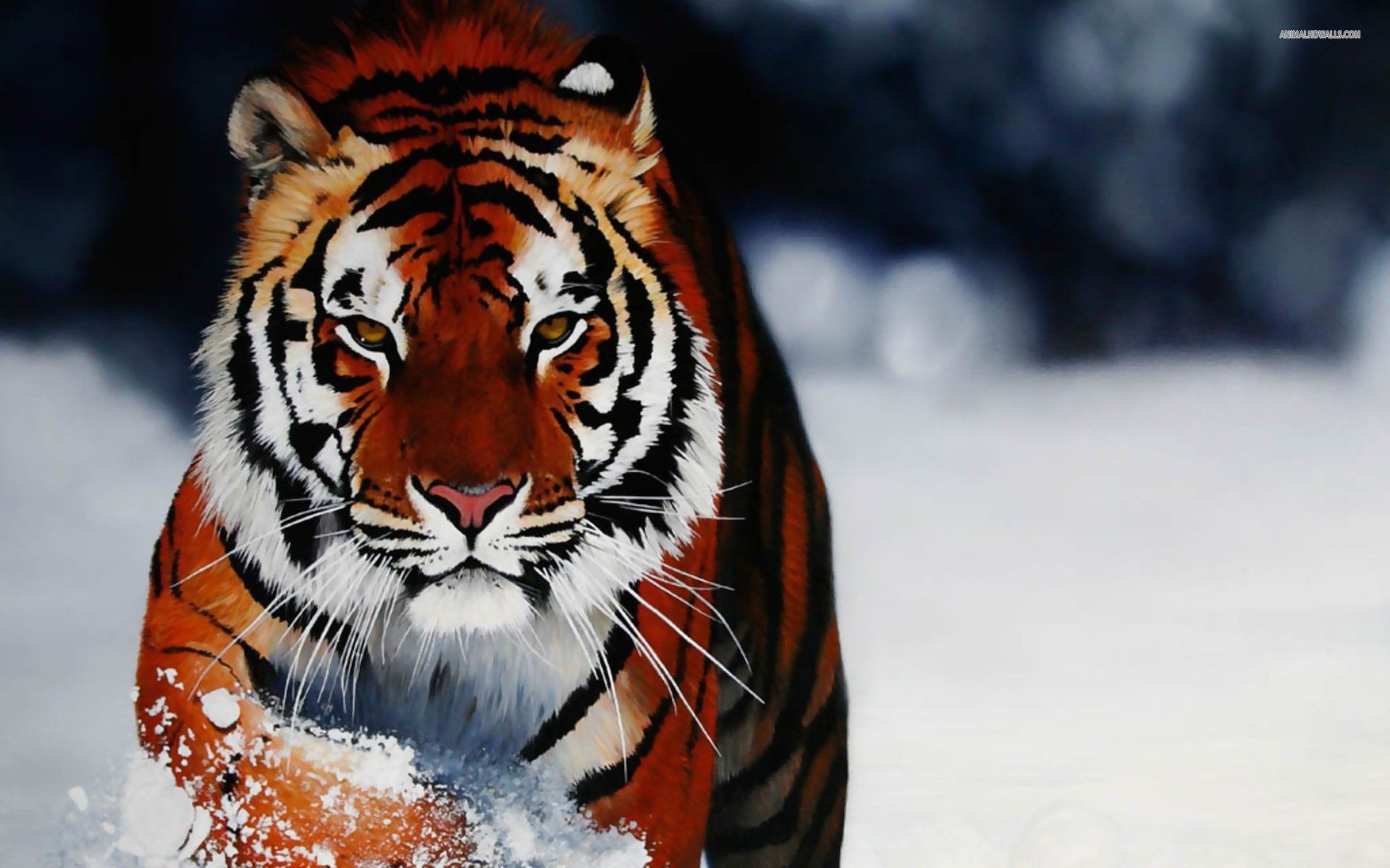 Tiger IPhone HD Picture Awesome Free Wallpaper / Wallpaper Tiger ...