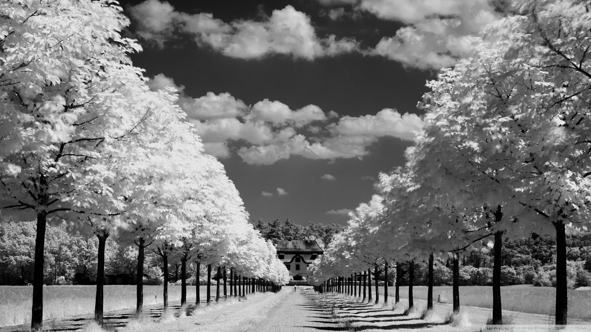 Best Wallpaper Photography Black And White black and white tree