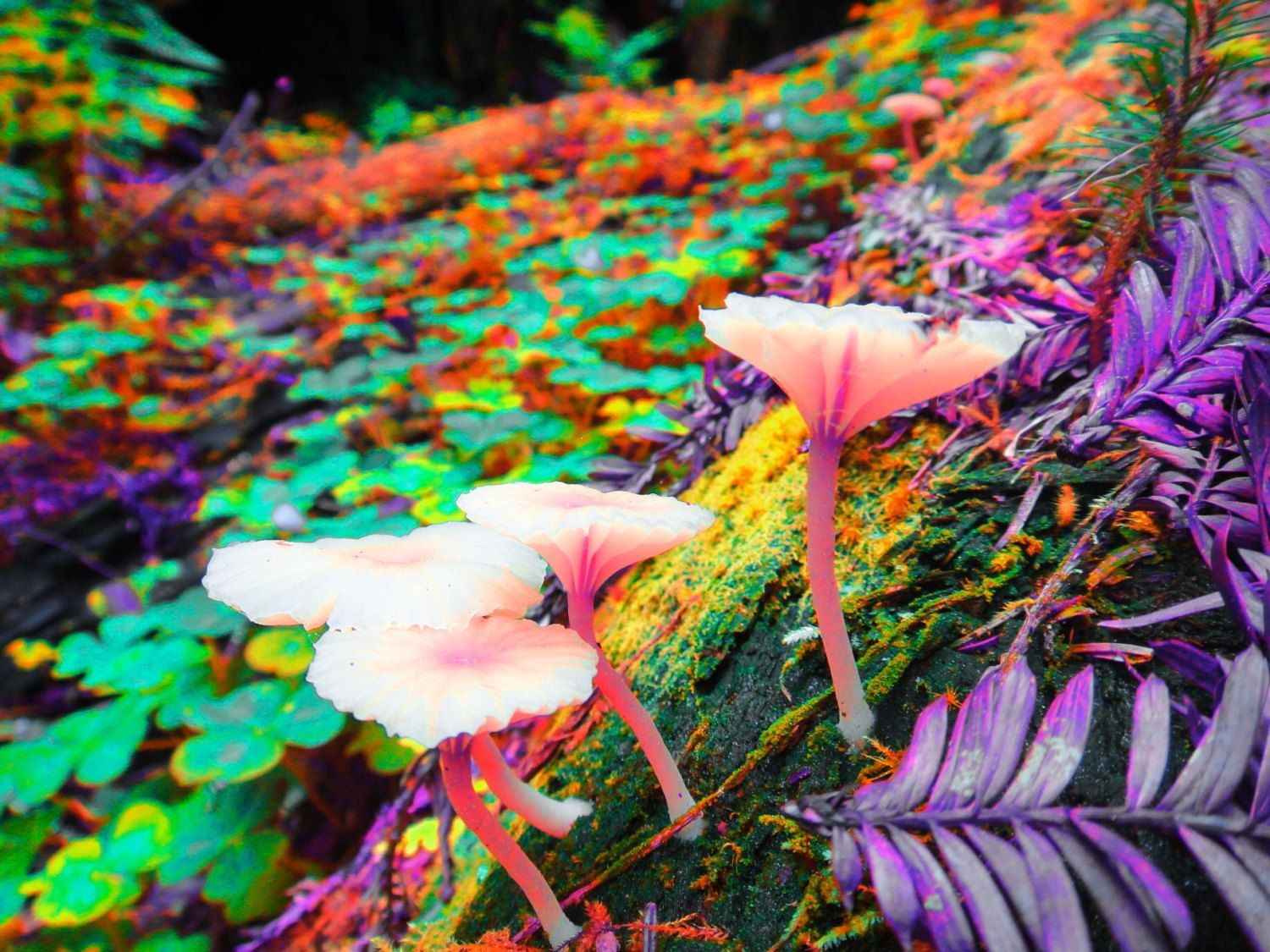 Shrooms Backgrounds - Wallpaper Cave