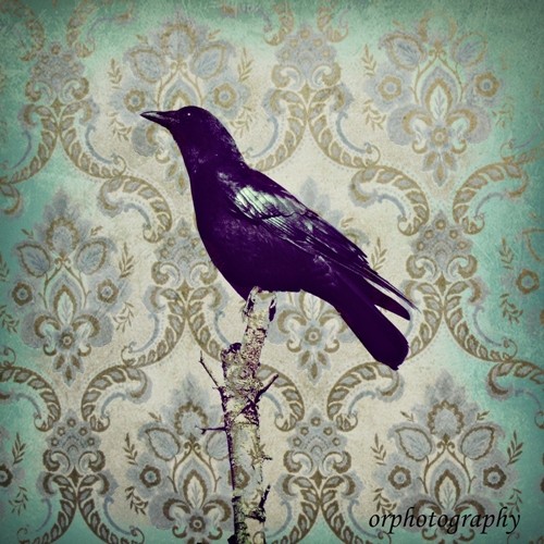 CROW a gothic victorian textured 8x8 photograph aqua by ORKittle